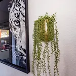 Apartment Junik 
